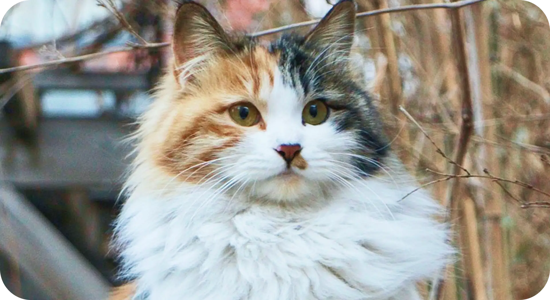 Katt med Calico farge